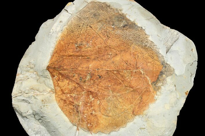 Paleocene Fossil Leaf (Zizyphoides) - Montana #165035